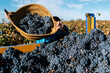 © Ezequiel Giménez/Stocksy - Anonymous farmer pouring grapes into truck
