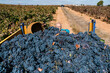 © Ezequiel Giménez/Stocksy - Aged man standing near truck with harvested grapes