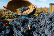 © Ezequiel Giménez/Stocksy - Vineyard worker harvesting grapes into truck