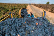 © Ezequiel Giménez/Stocksy - Man filling truck with grapes during harvesting works