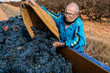 © Ezequiel Giménez/Stocksy - Senior farmer pouring harvested black grapes into truck