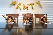 Three Brown And Tan Dogs Sitting At A Table Having A Birthday Party