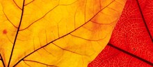 Yellow And Red Leaf Texture