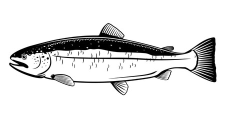 Canvas Print - One Atlantic salmon fish in side view in black and white color, isolated