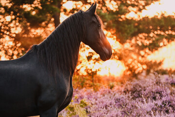 Wall Mural - Friesian horse during sunrise in summer in the purple heather