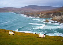 Sheep Roaming On Achill Island, Ireland