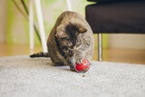 Fototapeta Koty - Mature cat is sitting on the carpet and playing with slow feeder toy - red color ball dispenser that slowly feeds the kitty and satisfies cat's inherent need to hunt. Active feline with chellange toy