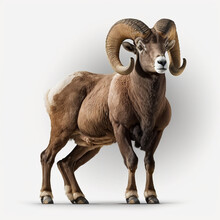 Bighorn Sheep full body image with white background ultra realistic



