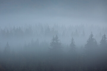 Poster - Misty  landscape with spruce forest