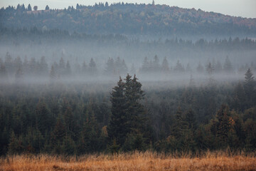 Wall Mural - Misty landscape with spruce forest.Carpathian mountains in the background.Autumn season.