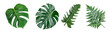 Leinwandbild Motiv Monstera leaves leaves with Isolate Leaves on transparent background PNG file	