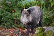 Wild boar in forest. Portrait of wild boar. Wild pig on green background. Wild pig in forest. Sus scrofa. 