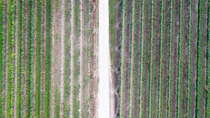 Canvas Print - Road among vineyards in Dworzno village near Mszczonow city, Poland, 4k video