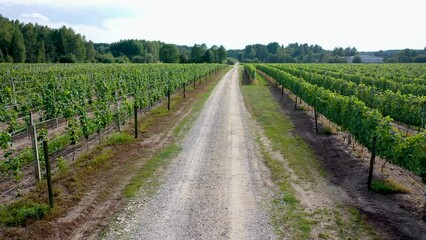 Poster - Road among vineyards in Dworzno village, Zyrardow County, Poland, 4k