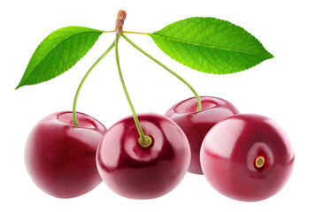 Poster - Four cherry fruits on a branch with leaves cut out