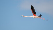 Pink Flamingos In Flight Over The Molentargius Pond
