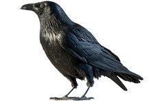 Raven Isolated, Png, Transparent Background, Black