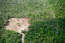 Aerial View Of Forest With Cleared Area, Cancun, Quintana Roo, Mexico