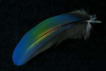 Green-winged Macaw Feather