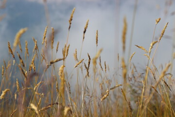 Naklejka na meble grass and rays of the sun