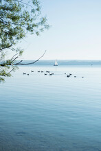 Ducks Geese Lake Landscape Tree Sailing Boat