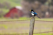 Magpie On Old Barbed Wire Fence