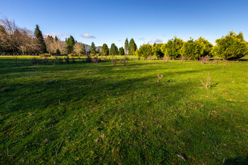 Green panorama with green trees and grass on field. 