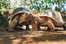 Couple Of Aldabra Giant Tortoises Endemic Species - One Of The Largest Tortoises In The World In Zoo Nature Park On Mauritius Island. Huge Reptiles Portrait. Exotic Animals, Love And Traveling Concept