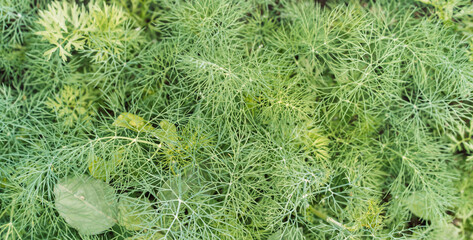 Wall Mural - Background of green dill bush closeup.