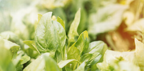 Wall Mural - Background green salad leaves with water drops close-up.