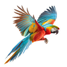 Beautiful Macaw Parrot Flying On White Background With Clipping Path