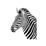 Fototapeta Konie - sketch of a zebra drawing with a transparent background