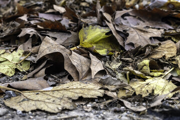 Wall Mural - Autumn wet dry leaves