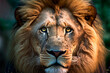 Portrait of a lion, close view, in nature