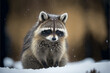 Close view to a cute racoon outdoors in the snow