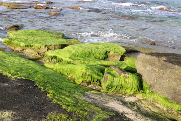 Algae on the rocks on the shores of the Mediterranean Sea in northern Israel.