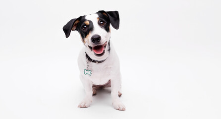 Wall Mural - Portraite of adorable, happy puppy of Jack Russell Terrier. Cute smiling dog on white background. Free space for text.