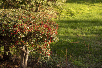 Hedges with red berries, trees and grass between cobbled paths in an urban park bathed in some rays of sun