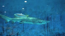 Shark Swimming In The Aquarium