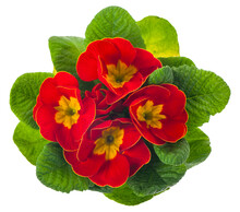 Red Flowers Primrose Isolated On White Background.