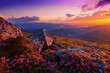blooming pink rhododendron flowers, amazing panoramic nature scenery