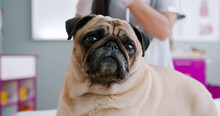Portrait Of Mops Dog In Veterinary Clinic. Dog Having Injury. Concept Pets Care, Veterinary, Healthy Animals