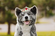 Funny portrait of japanese akita dog in love with valentines day