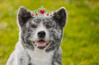Funny portrait of japanese akita puppy wearing a crown with a heart