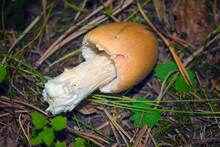 Amanita Crocea, Amanita Fulva Mushroom In Pine Forest.