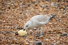 The Seagull Is Standing On The Stones On The Beach And Found Something To Eat