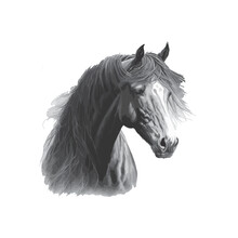 Portrait Of A Horse. Graphic, Black White Realistic Drawing Of A Horse's Head On A White Background In A Realistic Style.