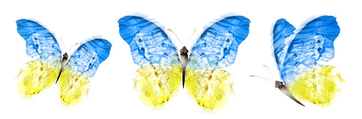 Wall Mural - Color watercolor butterfly , isolated on the white background. Set