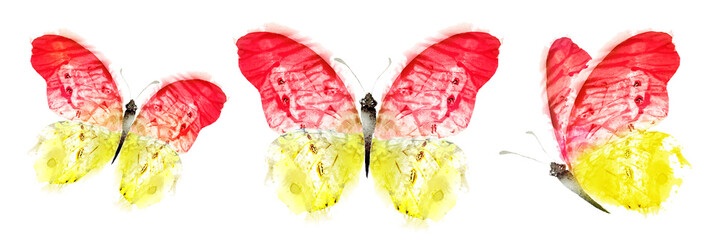 Wall Mural - Color watercolor butterfly , isolated on the white background. Set