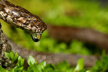 Viperine Snake, Viperine Grass Snake (Natrix Maura), Swimming, Spain